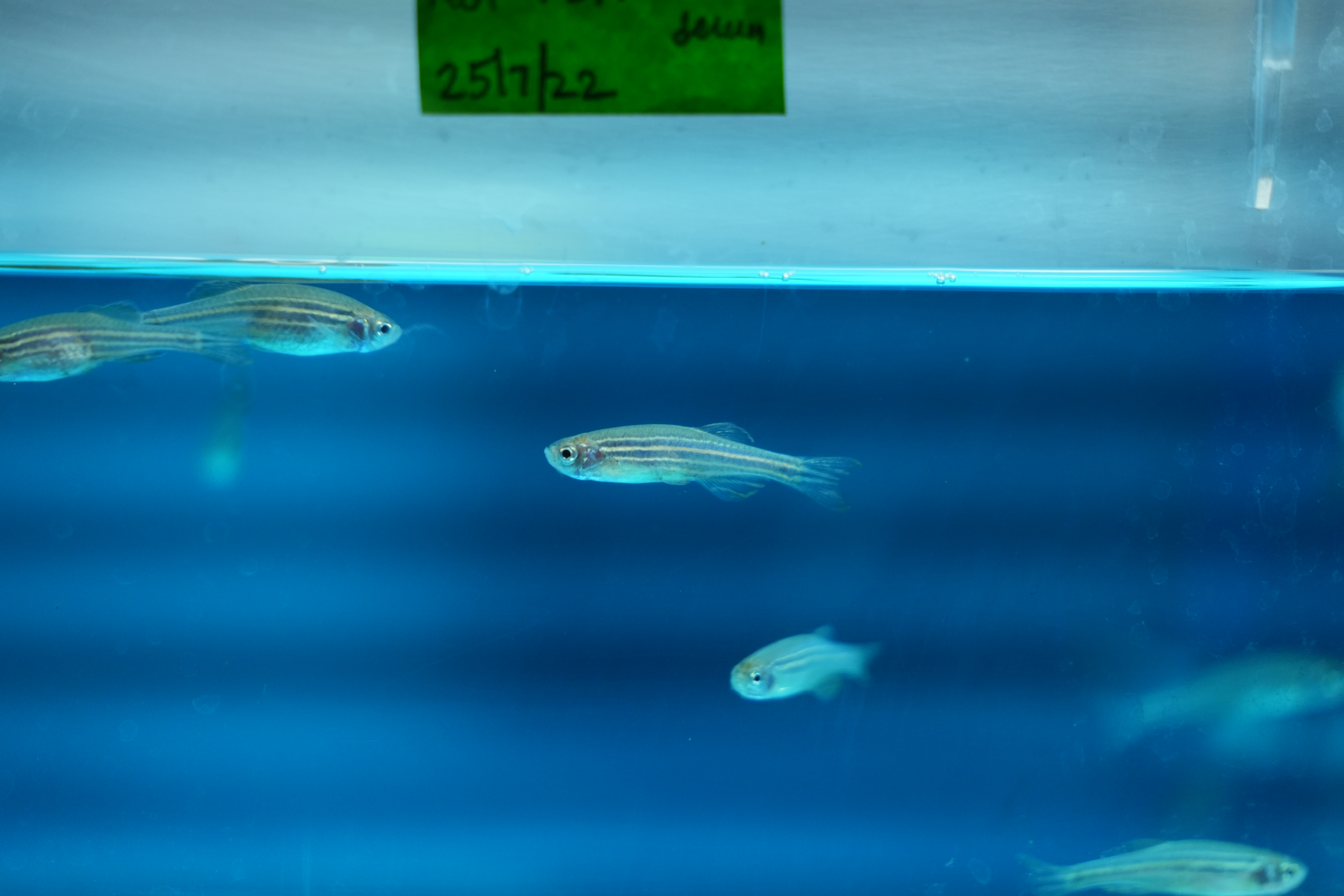 Zebra fish