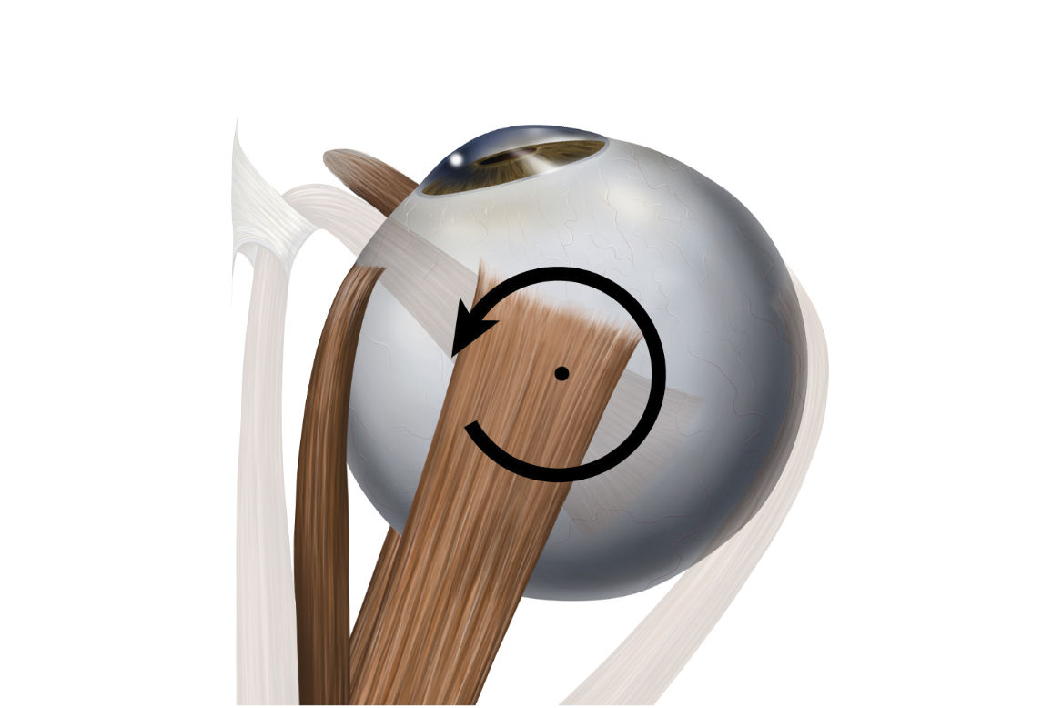 adductor